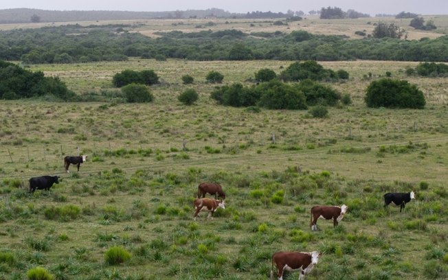 Fraude em Fundo Pecuarista: Centenas de Desempregados no Uruguai