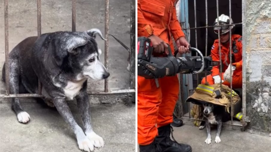 Cachorrinha idosa fica presa em grade durante fogos