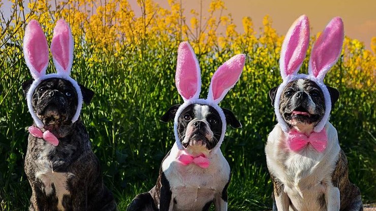 Pets na Páscoa: brincadeiras e cuidados com o chocolate