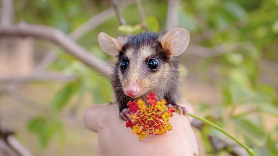 Gambá.