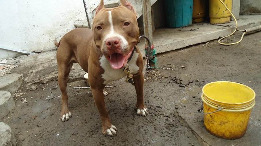 Pitbull