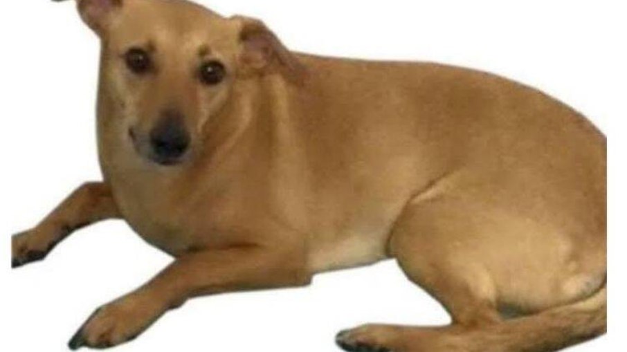 O vira-lata caramelo é o meme mais queridinho da internet O vira-lata caramelo é o meme mais queridinho da internet