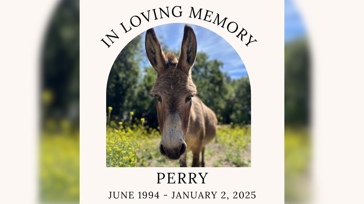 Perry, o burro que inspirou o personagem de Shrek, morre aos 30 anos em parque nos EUA