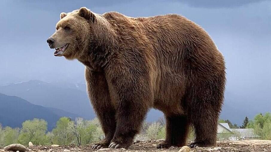 Morre Bart The Bear, o urso de 'Game of Thrones'