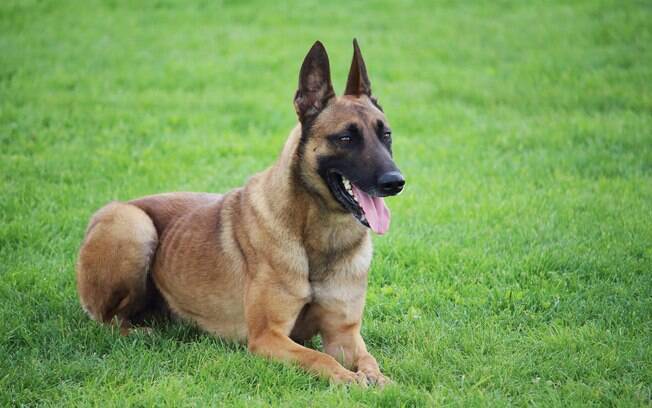 Cachorro policial: Pastor Alemão X Pastor Belga Malinois