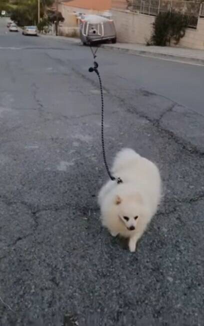 Jovem encontrou uma forma de levar seu cachorro passear sem sair de casa