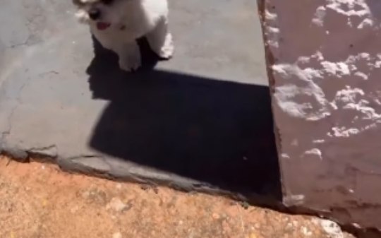 Shih tzu se recusa a pisar na terra e surpreende tutor com mania