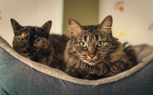 Elanco lança tratamento oral diário para diabetes felina