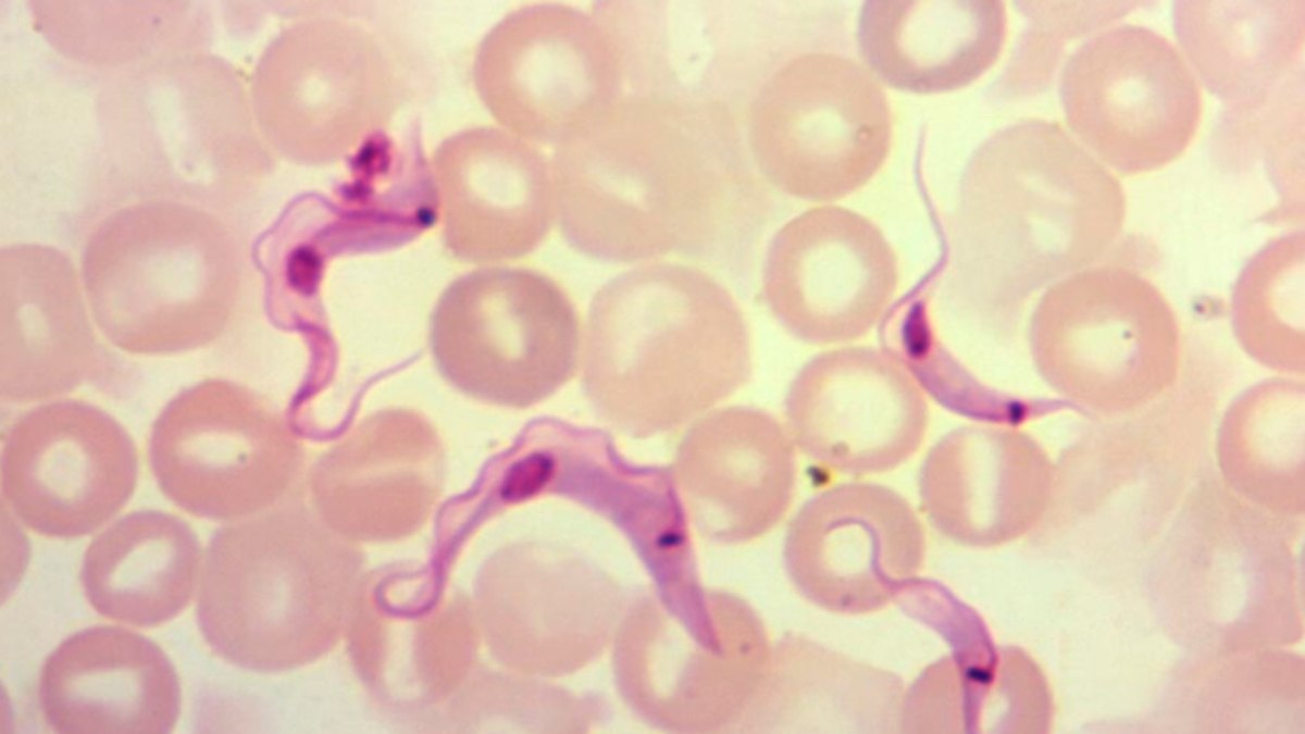 A doença de Chagas é provocada parasita Trypanosoma cruzi
