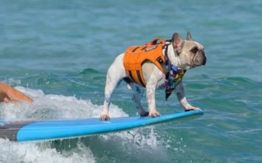 Conheça Dale, o cão que surfou em "Lilo & Stitch"