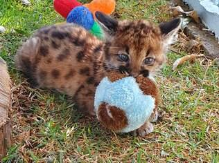 Onça-parda do Zoológico de Guarulhos