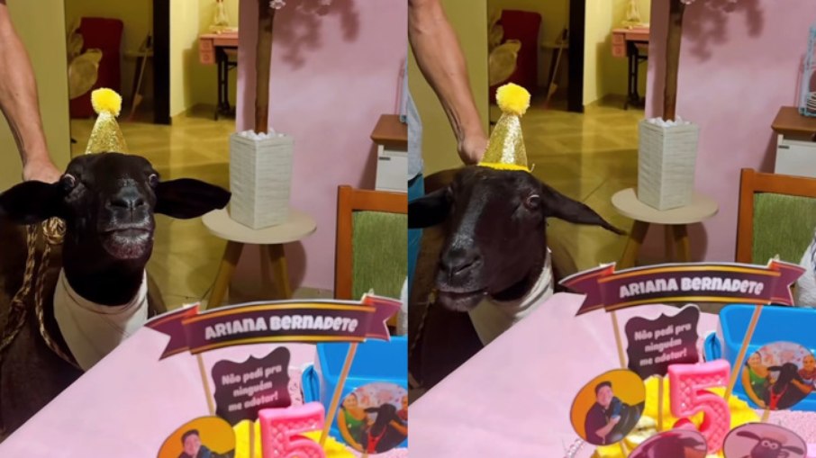 Ariana recebeu comemoração especial da família e amigos pets Ariana recebeu comemoração especial da família e amigos pets