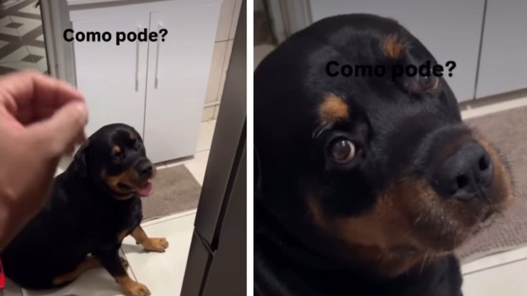 Rottweiler vigia geladeira e só depois acredita no fim do petisco