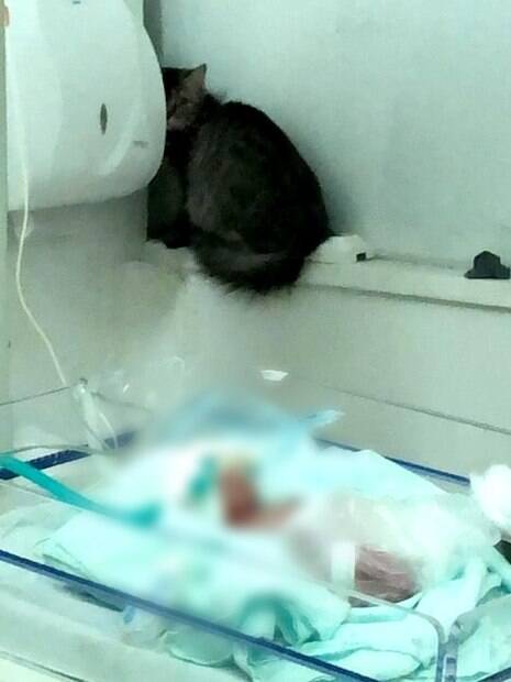 Imagem de gato ao lado de bebê prematuro em maternidade do Piauí viralizou nas redes sociais