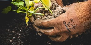Homem encontra restos humanos no quintal enquanto faz jardinagem
