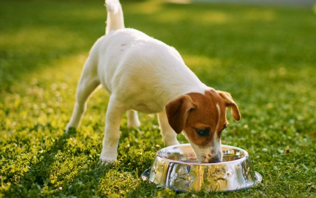 5 maneiras de prevenir doenças renais em cães e gatos