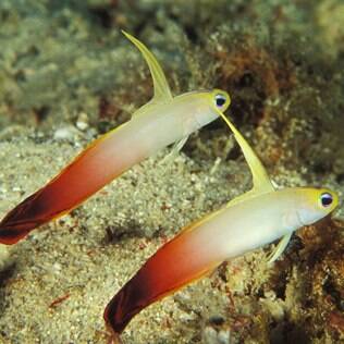 Fire Fish/ Goby Fire Fish - undefined