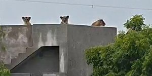 Leões “invadem” fazenda e descansam em telhado durante temporal