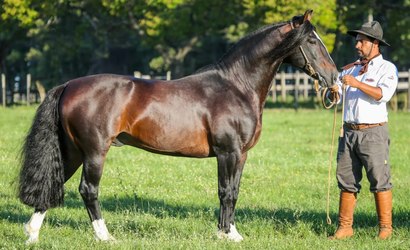 Conheça o cavalo Crioulo, avaliado em R$ 2,5 milhões
