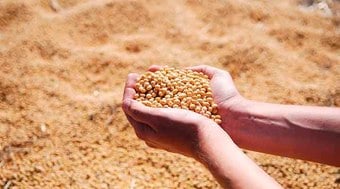 Mato Grosso adota períodos de vazio sanitário para a soja