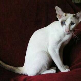 Seychellois / Balinese bicolour / Siamese bicolour