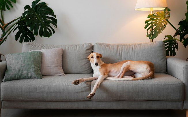 Casa organizada: como conviver melhor com os pets B3xaxt0wgp6v31vxavph5au1g