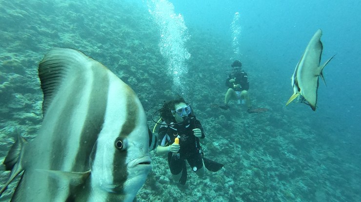 Aquarismo: as 11 espécies de peixes mais caras do mundo