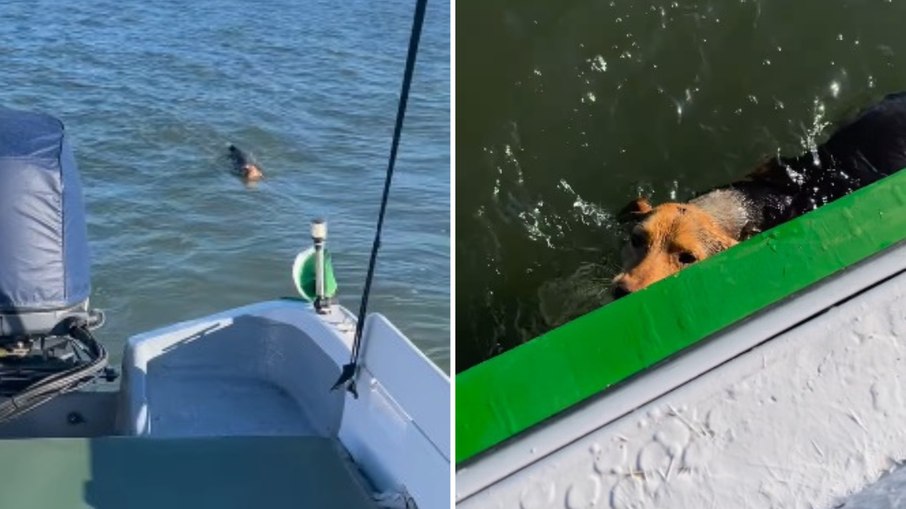 Navegante salva cadela abandonada no meio do mar; assista