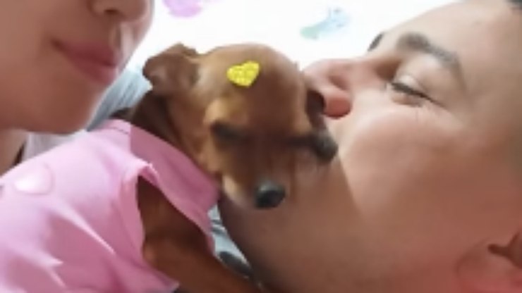 Pinscher%20interrompe%20beijos%20entre%20casal%20de%20tutores