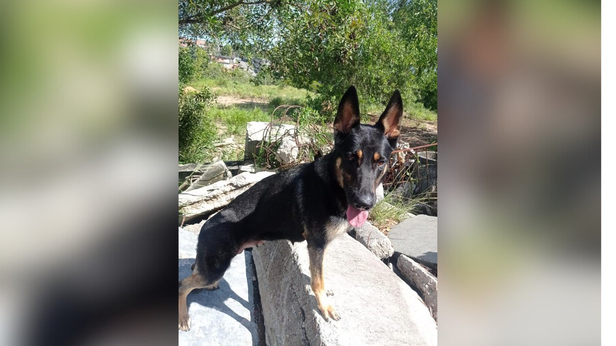 bastidores do trabalho dos bombeiros caninos bastidores do trabalho dos bombeiros caninos