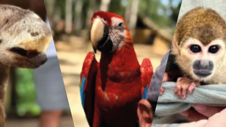 Animais%20silvestres%20usados%20para%20fotos%20s%C3%A3o%20resgatados%20em%20opera%C3%A7%C3%A3o