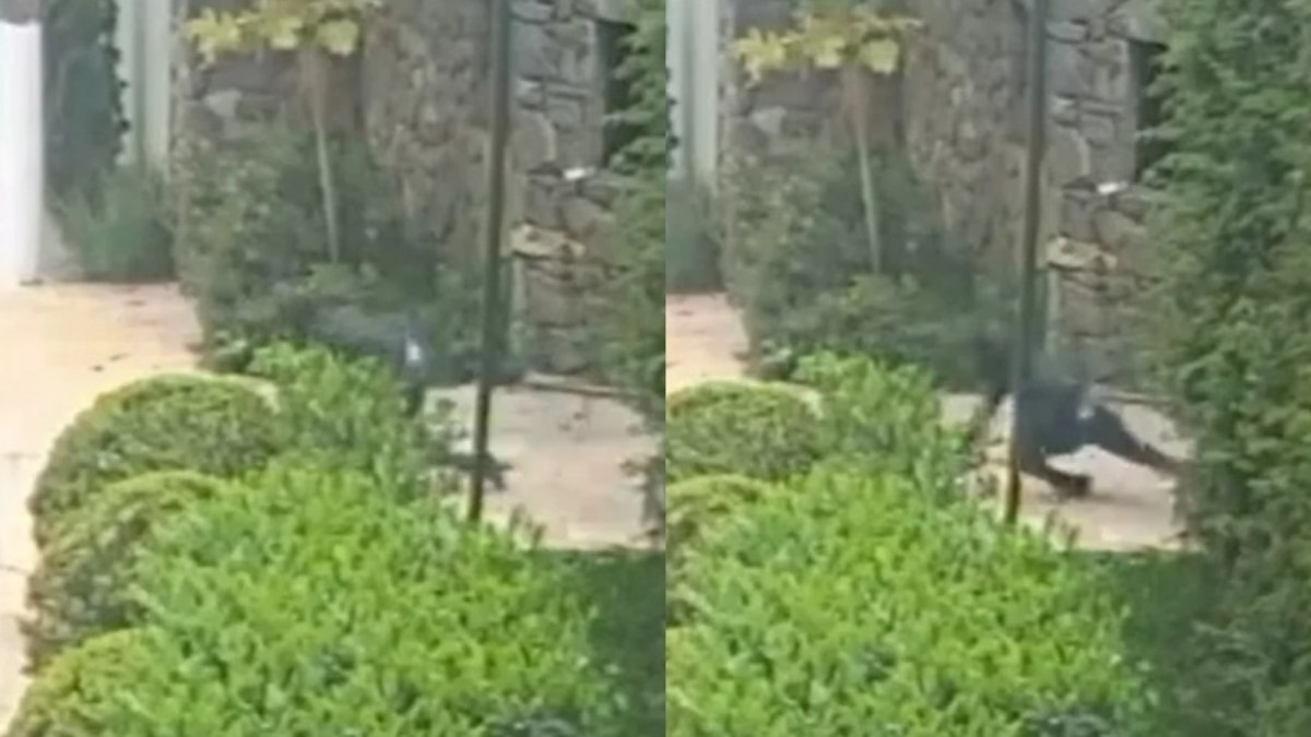 Câmeras registraram três criminosos entrando na Mansão Abravanel; Câmeras registraram três criminosos entrando na Mansão Abravanel;