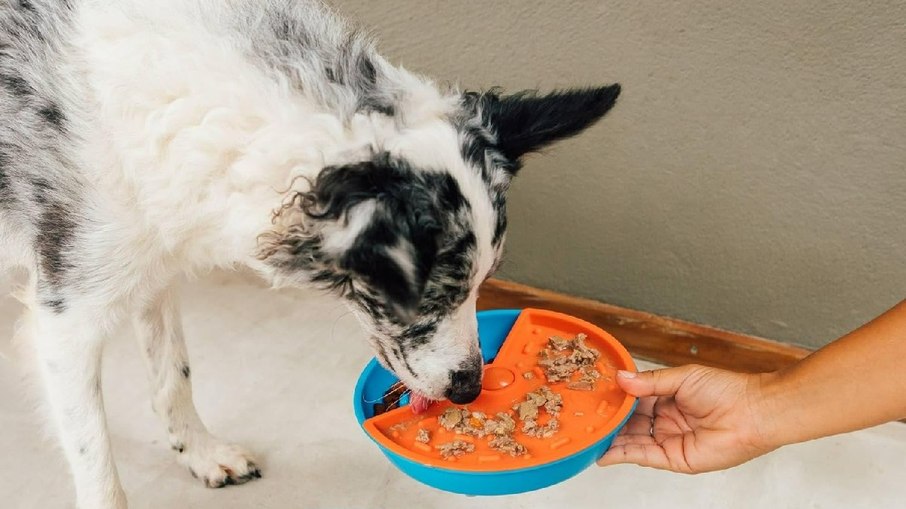 Cachorro interagindo com o Comedouro Interativo Gira Gira