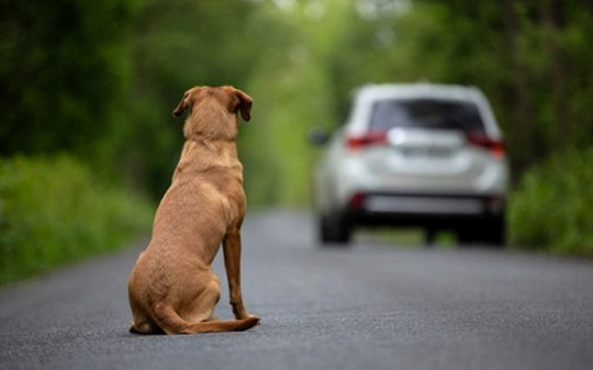 Abandonar animais pode fazer motorista perder a CNH em breve