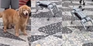 Cachorro encontra cão robô em orla de praia e reação viraliza; veja o vídeo