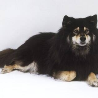 Cão Finlandês da Lapônia - undefined
