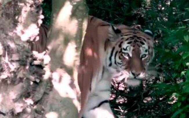 Segundo informações, criança foi surpreendida pelo tigre na espreita
