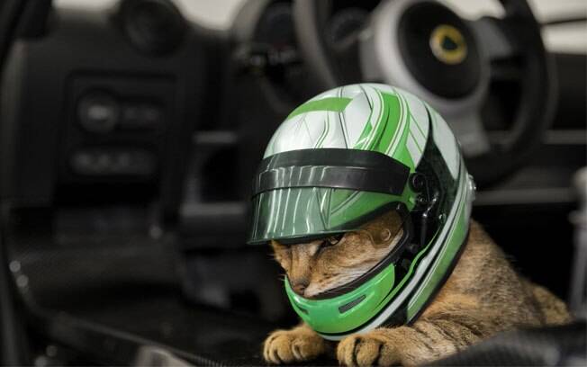 Não sei quem leva o gato para fazer track-day mas, se o fizer, agora pode comprar um capacete para o felino