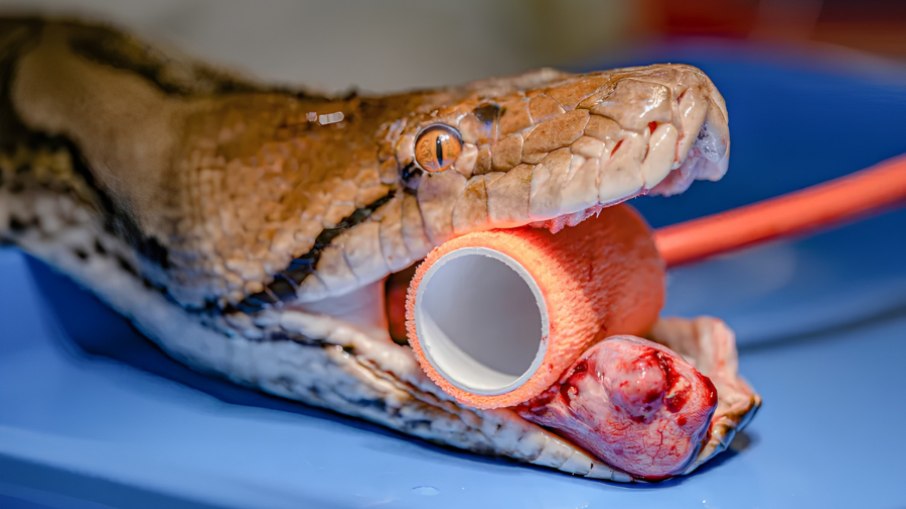 A cobra Jodie Foster se curou do câncer através da quimioterapia A cobra Jodie Foster se curou do câncer através da quimioterapia