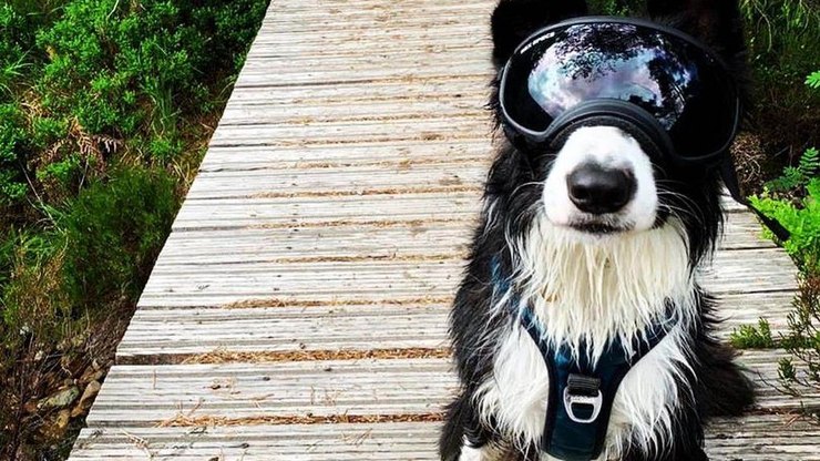 Border Collie com doença rara precisa usar óculos para sair
de casa