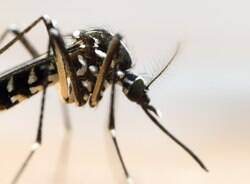 Zika vírus pode ser transmitido sexualmente; veja mais informações