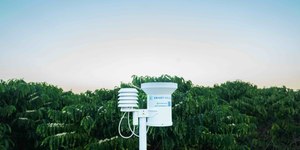Nescafé usa IA para reduzir consumo de água em fazendas