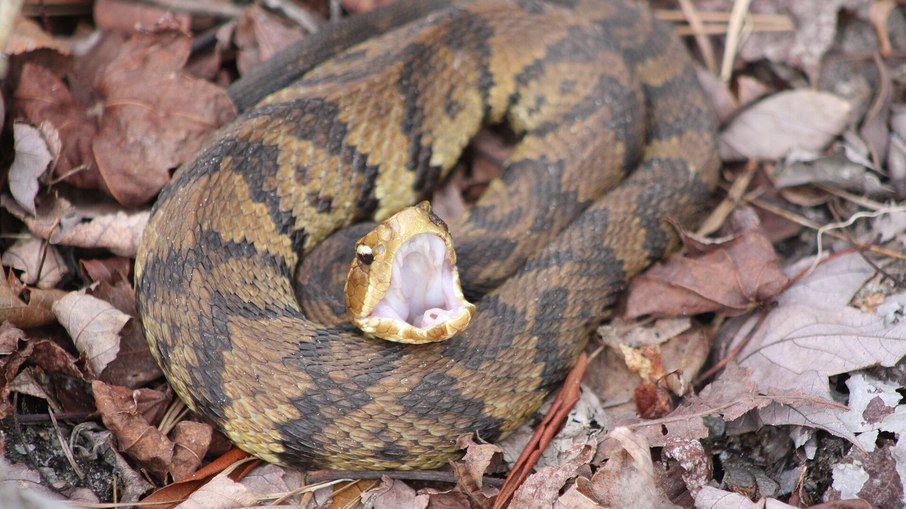 A cottonmouth, também chamada de cobra boca-de-algodão ou mocassim-d'água, é nativa do sudeste dos Estados Unidos A cottonmouth, também chamada de cobra boca-de-algodão ou mocassim-d'água, é nativa do sudeste dos Estados Unidos