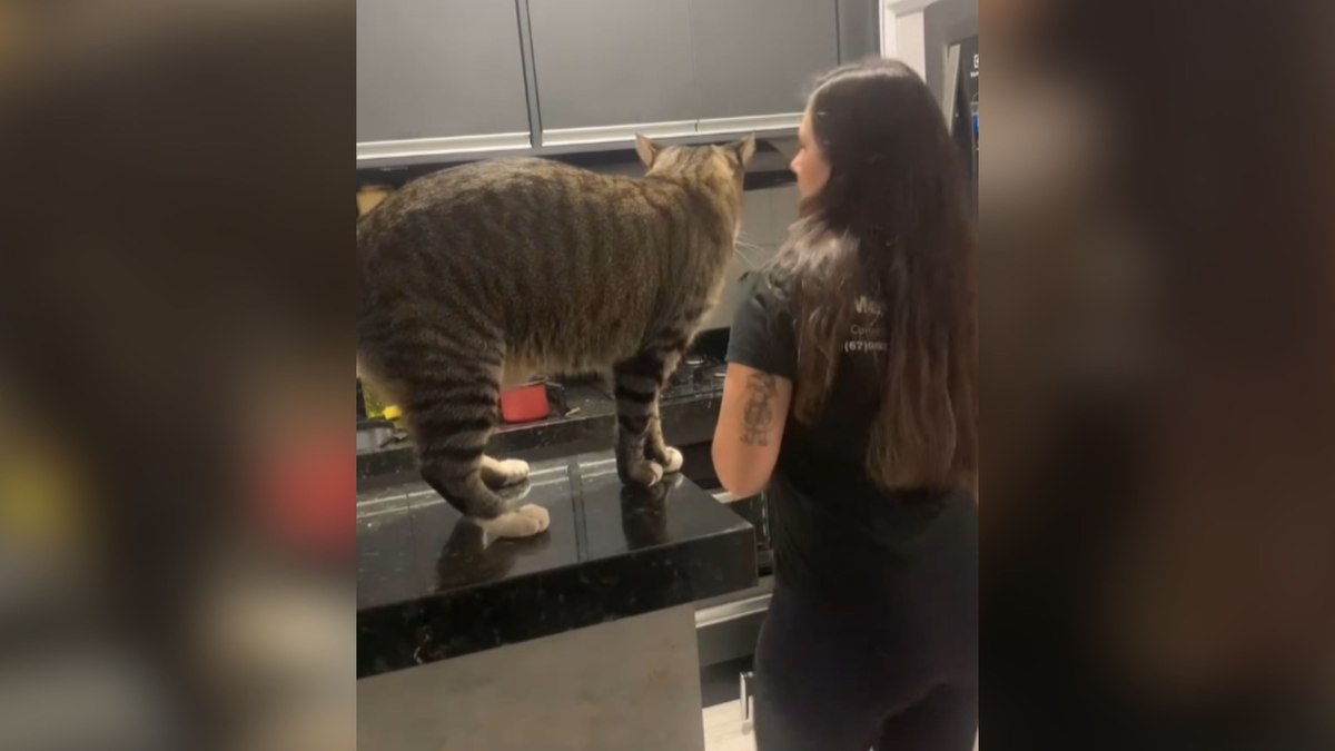 Gatinho reage à 'ameaça' de ficar sem ração e surpreende tutora