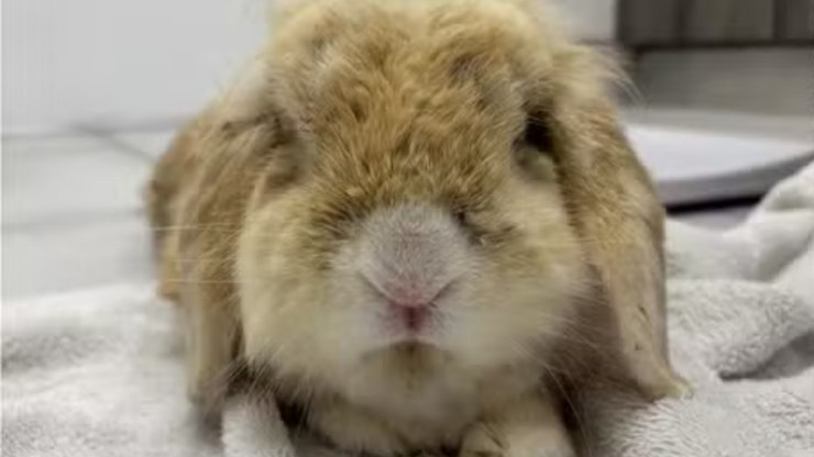 Coelho abandonado revela surpresa ao ganhar banho e mudar cor