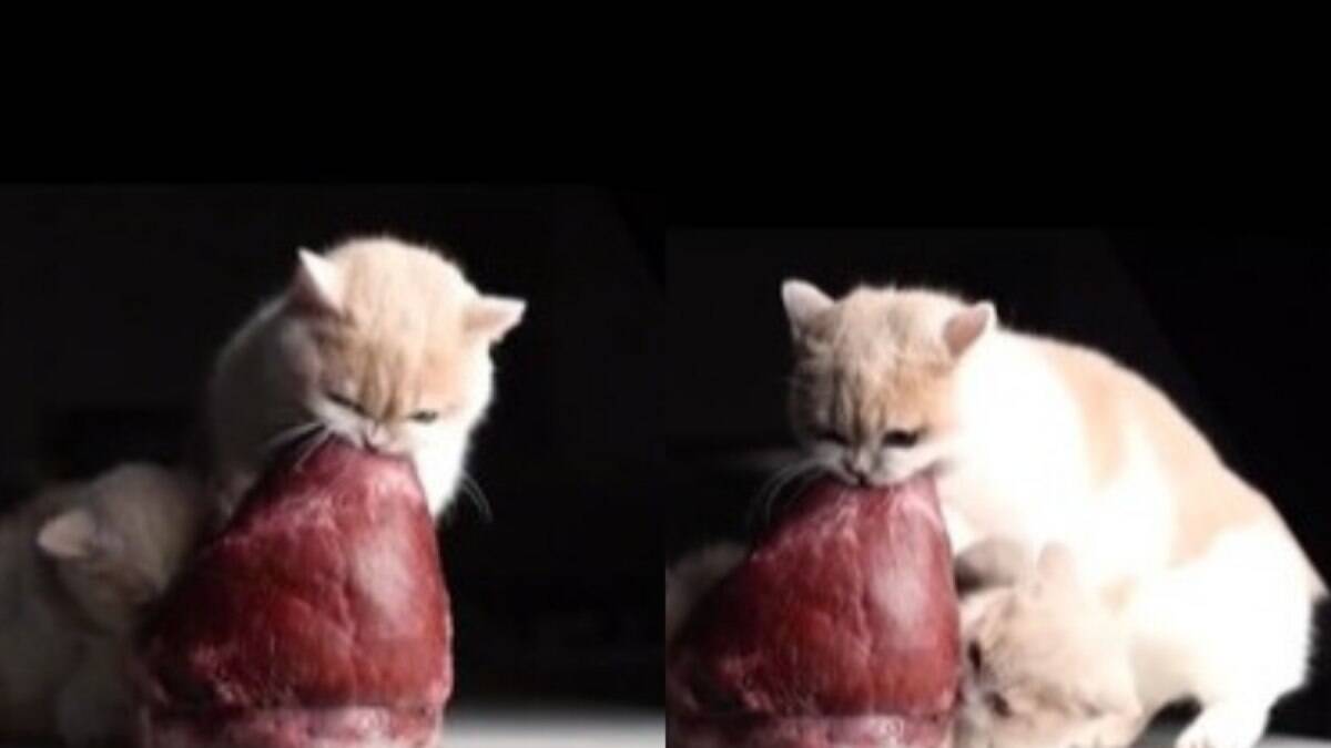Gato fala palavrão ao morder pedaço de carne gigante; veja vídeo