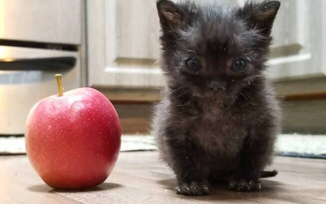 Filhote de gato do tamanho de uma maçã