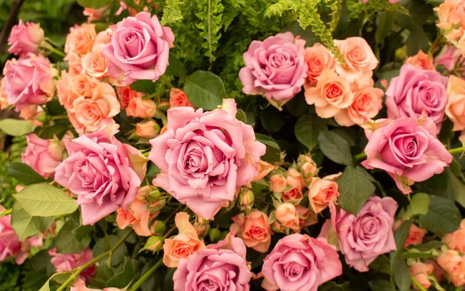 Festa de Flores e Morangos inicia nesta sexta