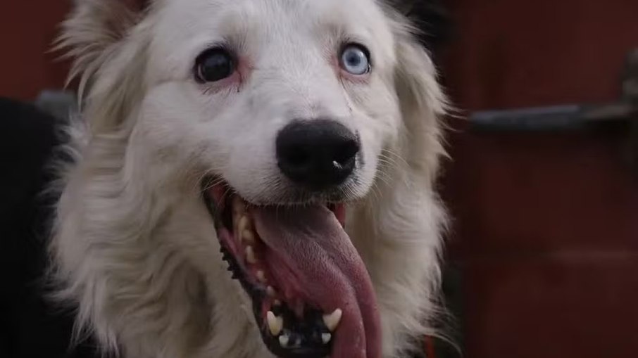 Tsunami é um Border Collie de 9 anos que integra as Equipes Caninas de Intervenção em Desastres