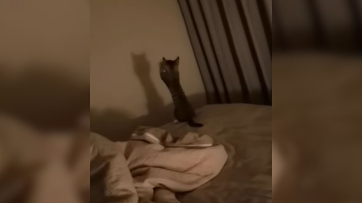 Vídeo mostra gatinho brincando com a própria sombra